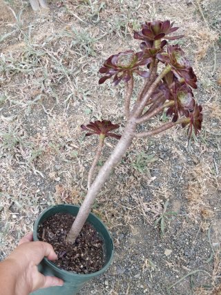 Aeonium Atropurpureum