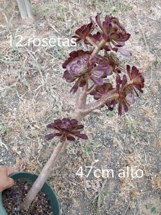 Aeonium Atropurpureum