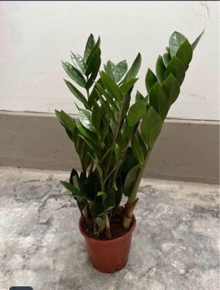 Planta ZZ (Zamioculcas) | La "Indestructible"