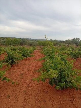 Parcelas de viña , buena ubicación para caseta
