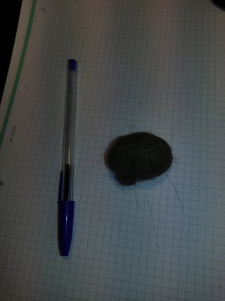 Bola de pelo de Irene Montero