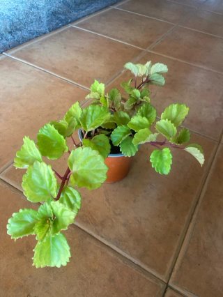 Planta de dinero en maceta