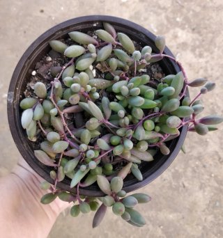 Suculenta Othona Capensis