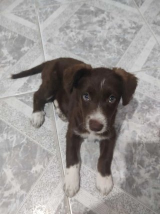 Educador canino
