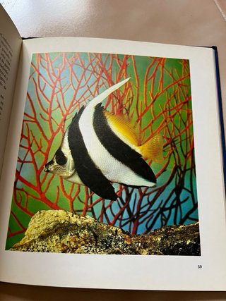 El misterioso mundo de los peces