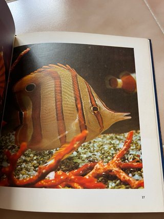 El misterioso mundo de los peces