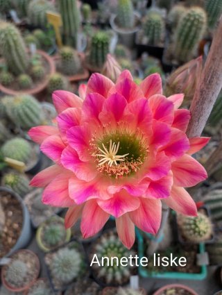 Trichocereus Annette Liske