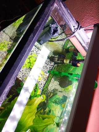 Acuario completo con plantas y peces