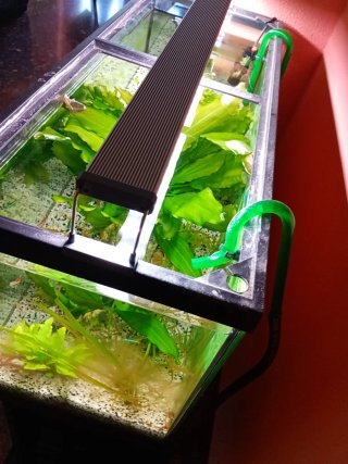Acuario completo con plantas y peces