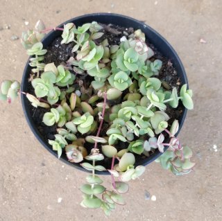 Crassula Pellucida var. Marginalis