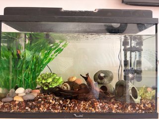 Pecera para peces con accesorios