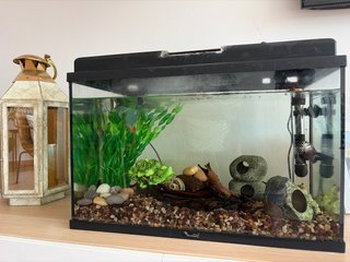 Pecera para peces con accesorios