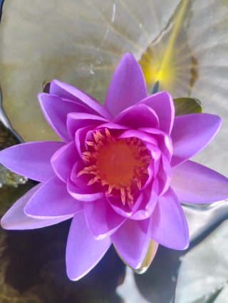 NINFEA PURPLE CONE
