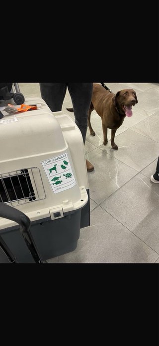 Transportín Perro Grande Homologado - kennel