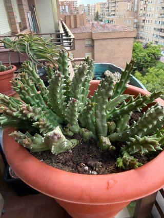 Cactus 'Flor de lagarto' maceta 25cm