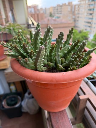 Cactus 'Flor de lagarto' maceta 25cm