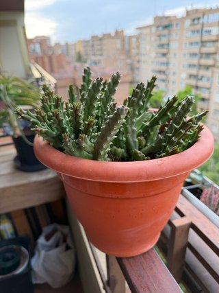 Cactus 'Flor de lagarto' maceta 25cm