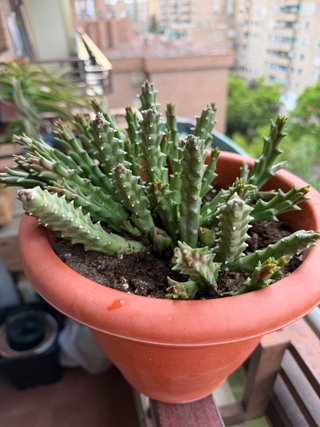 Cactus 'Flor de lagarto' maceta 25cm