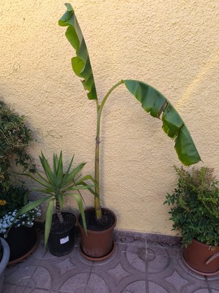 Platanera / Banana Tree 1,50 m