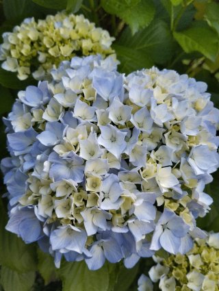 Hortensias