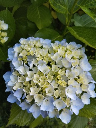 Hortensias