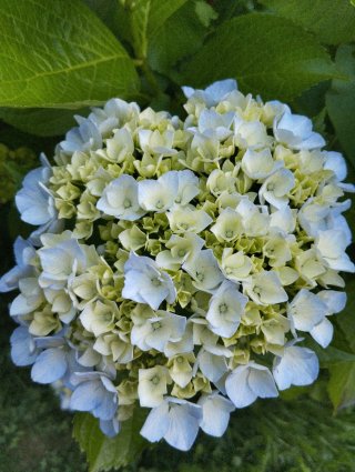 Hortensias