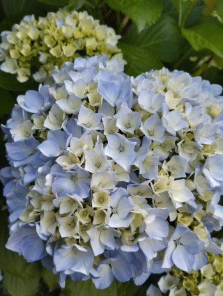 Hortensias