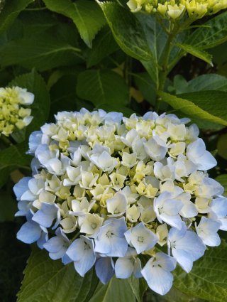 Hortensias