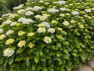 Hortensias