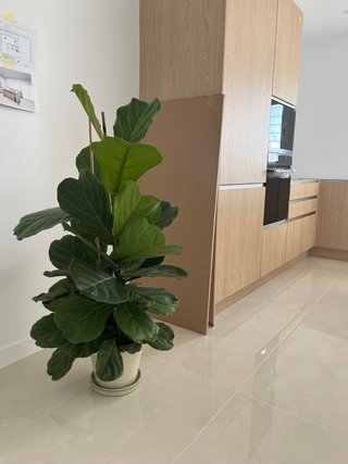 Suelo porcelánico pulido beige 13,90 m2