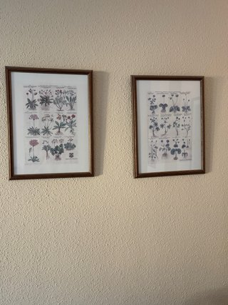 2 Cuadros Botánicos Marco Madera