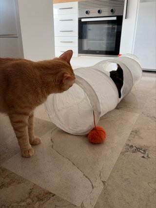 Túnel para gatos Ikea