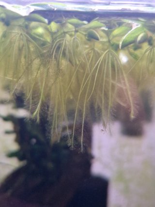 Salvinia minima planta acuario flotante