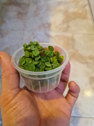 Salvinia minima planta acuario flotante
