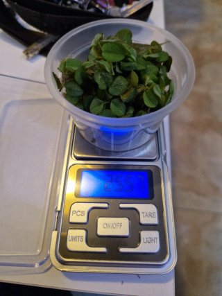 Salvinia minima planta acuario flotante