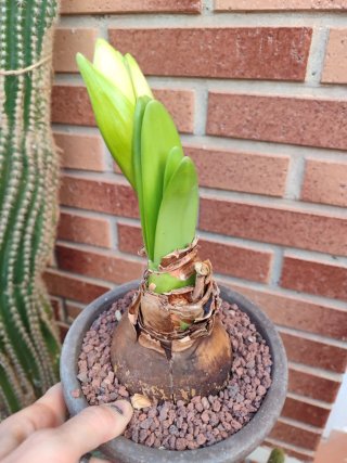 Hyppeastrum Coral Belle