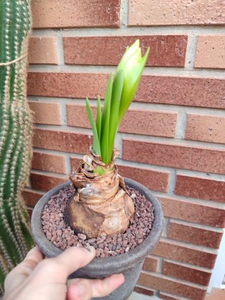 Hyppeastrum Coral Belle