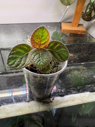 Planta Episcia cupreata