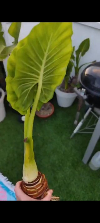 Alocasia Mónica
