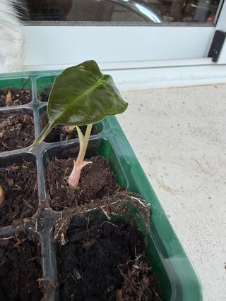 Alocasia Polly Mini