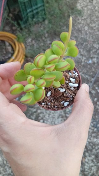 Crassula 5.5 cm