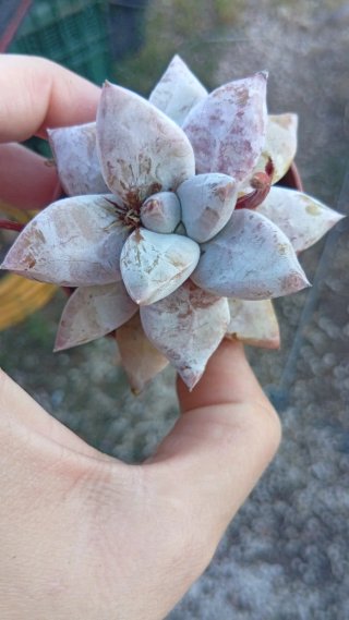 Echeverria tolimalensis 5.5 cm
