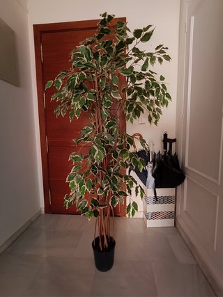 Planta Ficus Artificial Decorativa