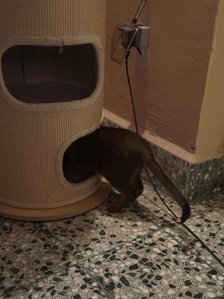 Barril rascador para gatos