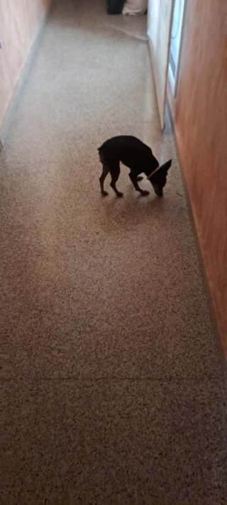 Guardería para perros y gatos..