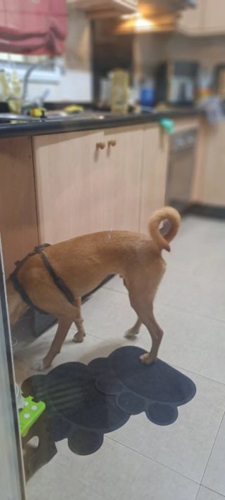 Guardería para perros y gatos..