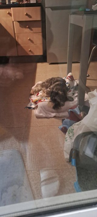 Guardería para perros y gatos..