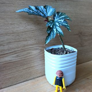 "BEGONIA FIBROSA" Planta
