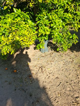 Campo en alquiler 30 euros mes