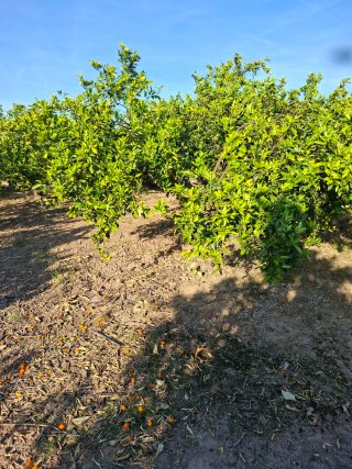 Campo en alquiler 30 euros mes